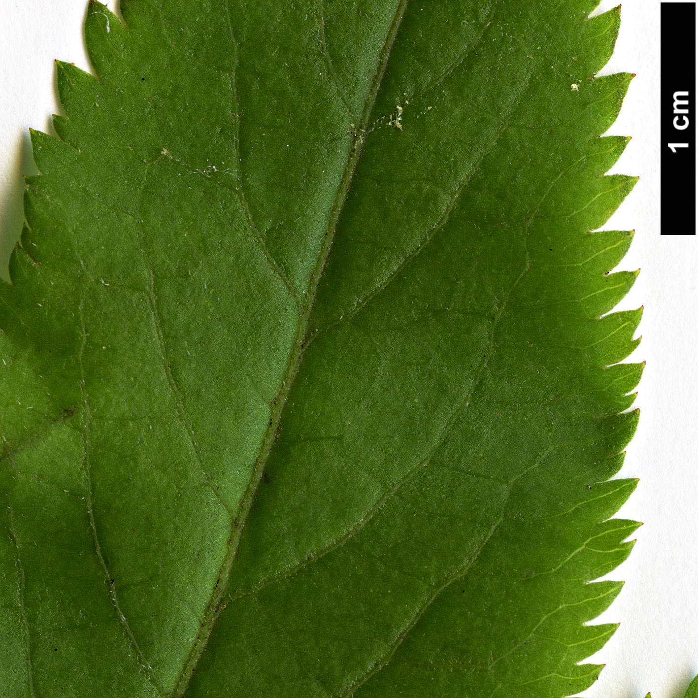 High resolution image: Family: Adoxaceae - Genus: Sambucus - Taxon: lanceolata